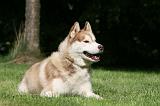 SIBERIAN HUSKY 974